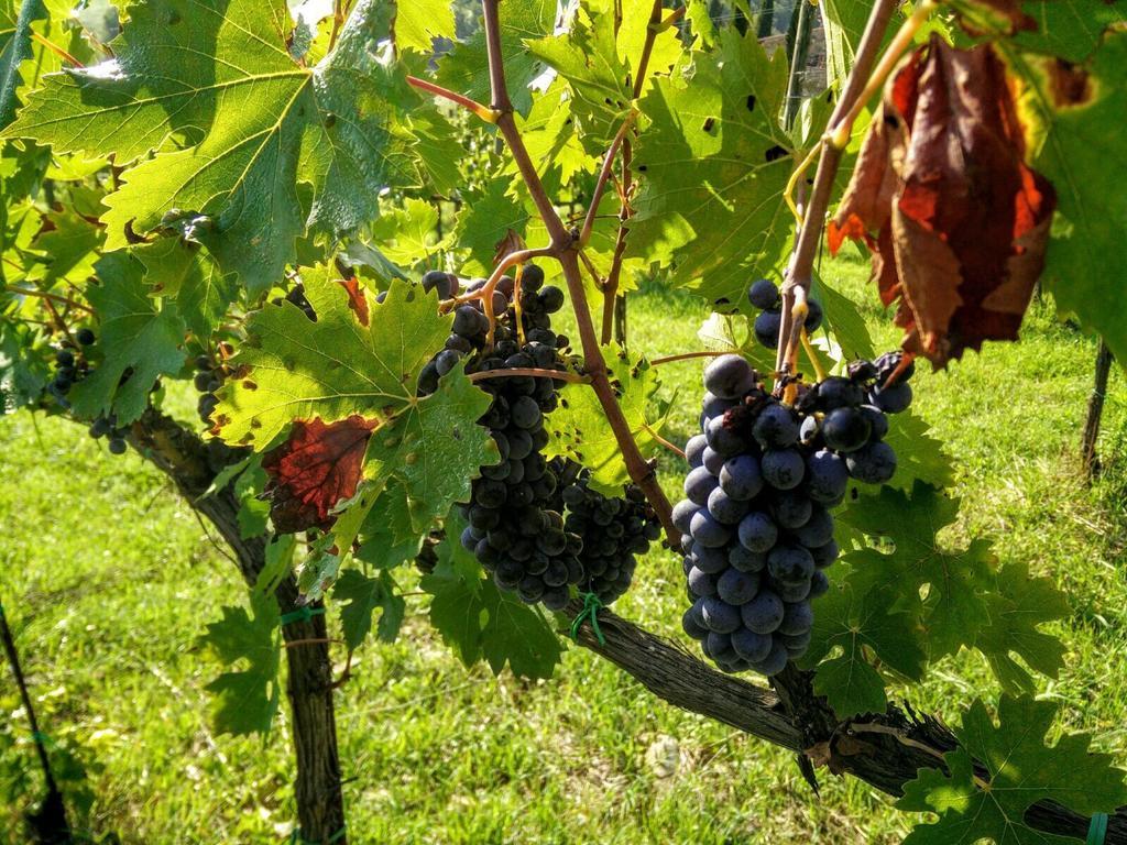 Podere Terreno Alla Via Della Volpaia Рада ин Шанти Экстерьер фото